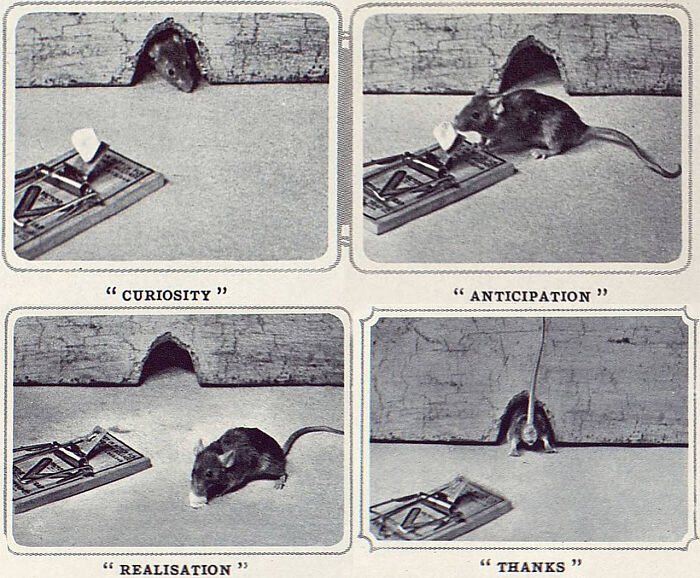 Sequence of vintage photos showing a mouse and a mousetrap with captions