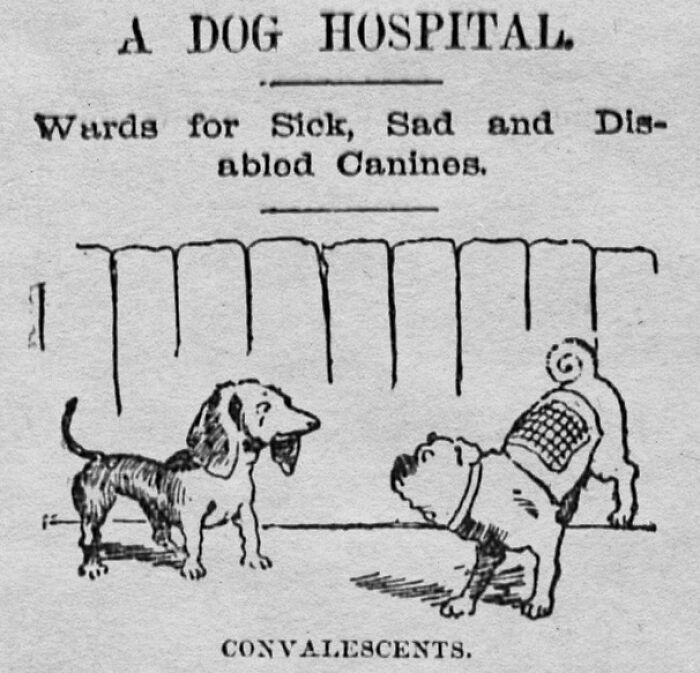 Vintage newspaper clipping titled A Dog Hospital showing cartoon dogs in hospital wards for canines
