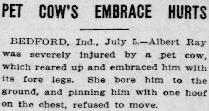 Old newspaper excerpt describing an incident where a pet cow injured a man by pinning him down