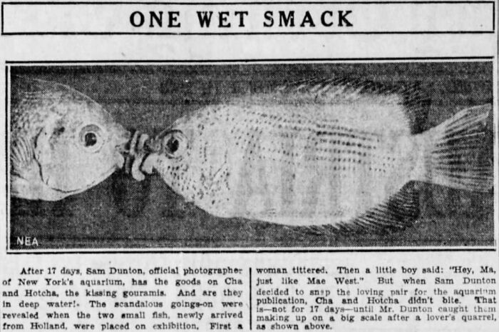 Historic aquarium photo capturing a fish kiss, vintage aquatic animal clipping