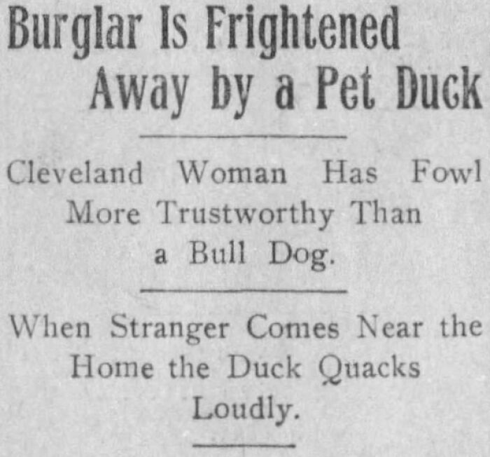 Newspaper headline about burglar frightened away by a pet duck