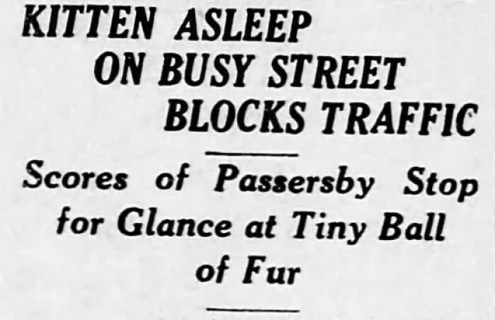 Kitten asleep on busy street blocks traffic, stopping passersby