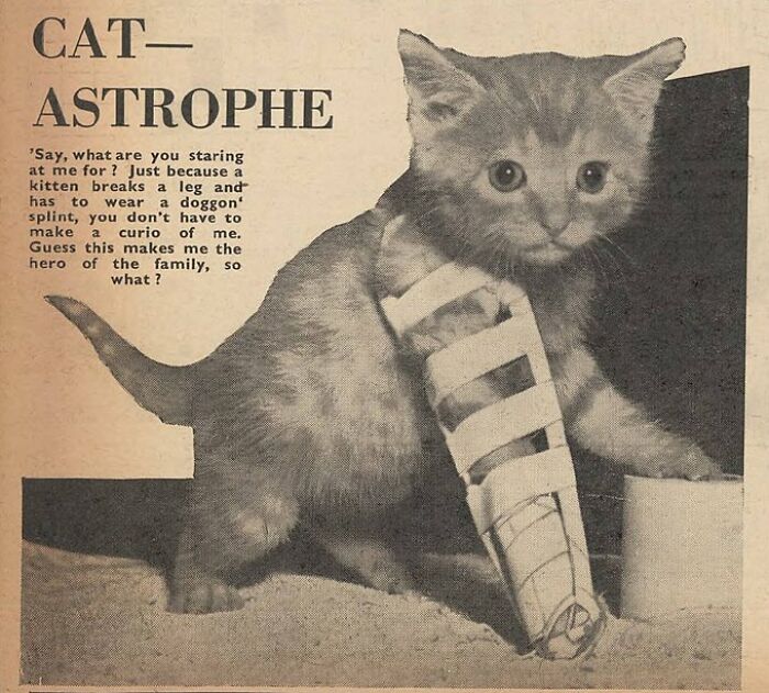 Old newspaper clipping of a kitten with a leg splint titled cat catastrophe