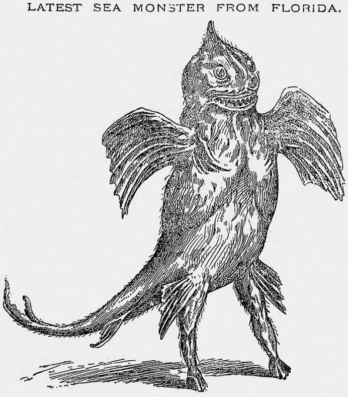 Old newspaper illustration of a sea monster from Florida with wings and tail