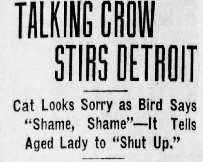 Historic newspaper headline about talking crow stirring Detroit with a cat and bird incident