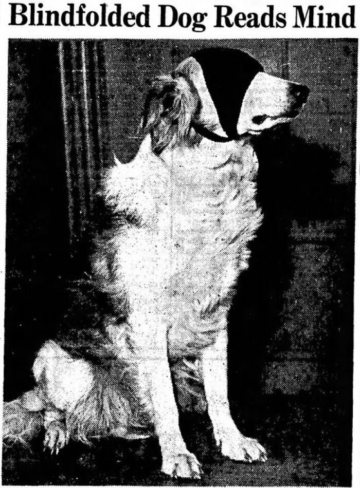 Vintage newspaper clipping showing a blindfolded dog, illustrating mind-reading claim