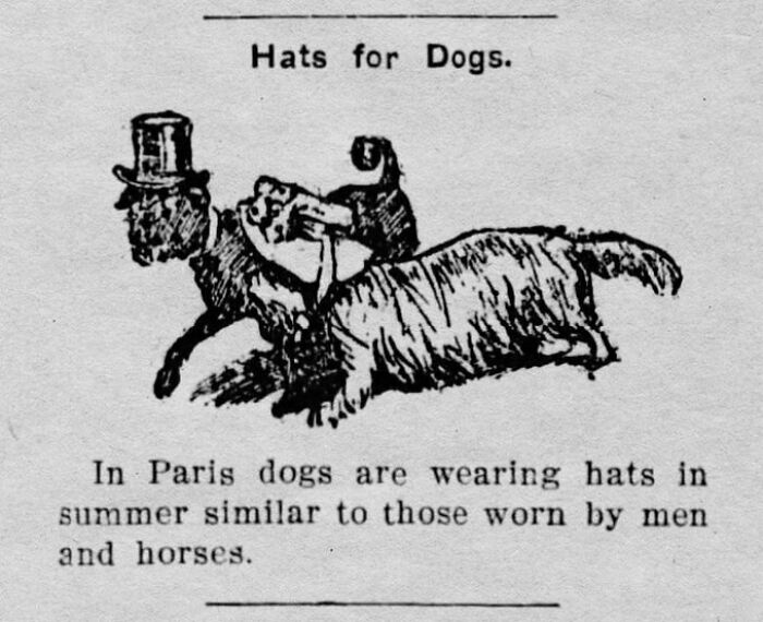 Newspaper clipping about Paris dogs wearing summer hats like men and horses