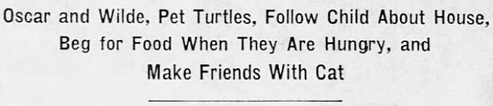 Newspaper clipping about pet turtles Oscar and Wilde following child and befriending cat