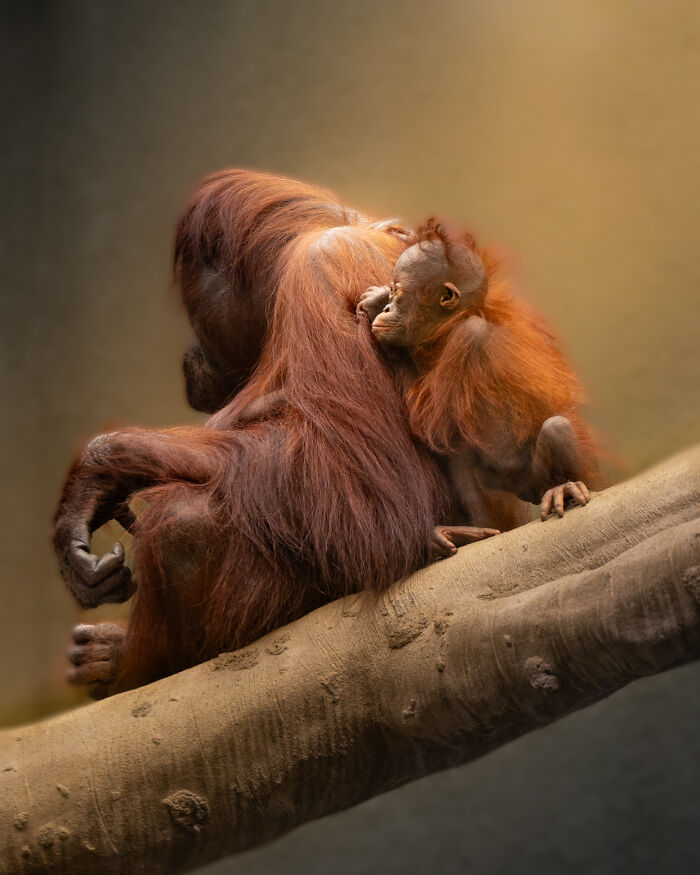 An orangutan mother and baby embracing on a tree branch, illustrating animal conservation in zoos.