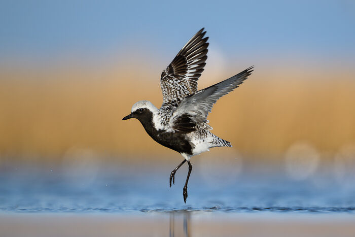 Aquatic Life, Honourable Mention: Dalin Laqua