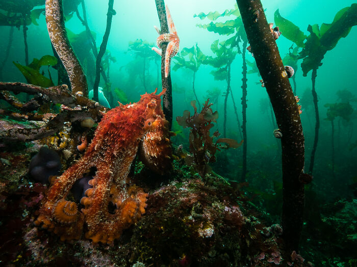 Aquatic Life, Honourable Mention: Eli Wolpin