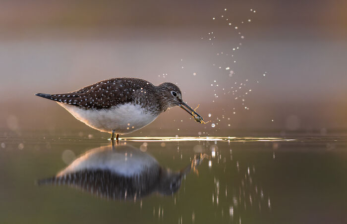 Aquatic Life, Honourable Mention: Jack Medeiros
