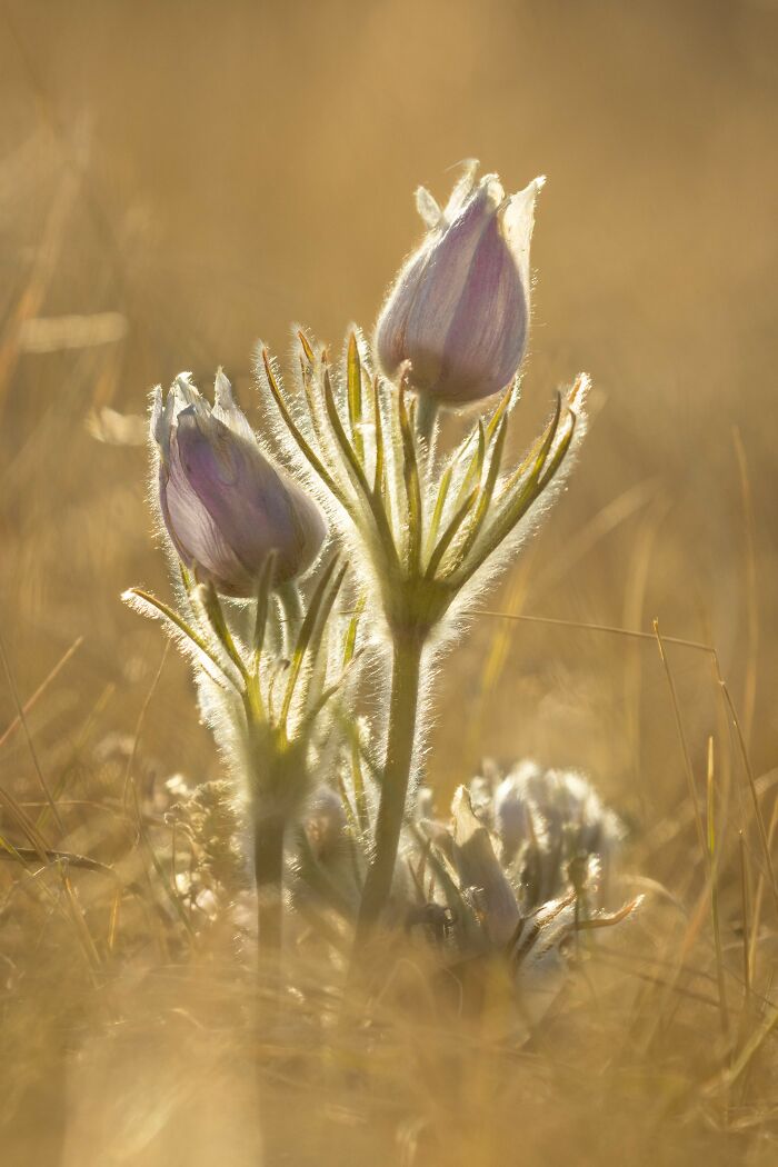 Flora And Fungi, Honourable Mention: Rob Gubiani