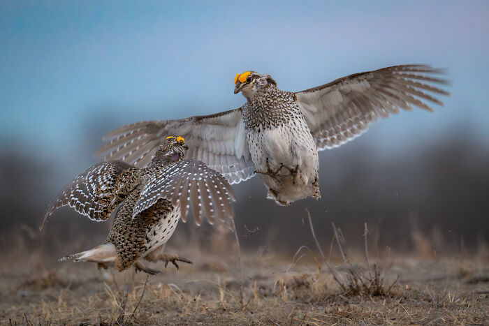 Things With Wings, Honourable Mention: Shane Turgeon
