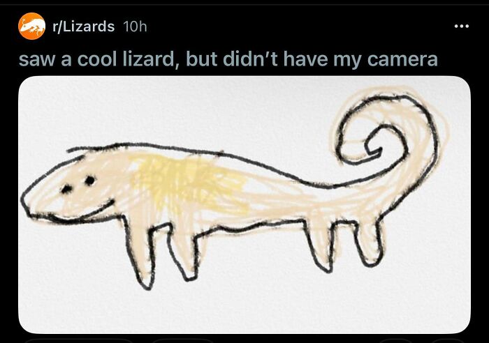 Curly-Tailed Lizard