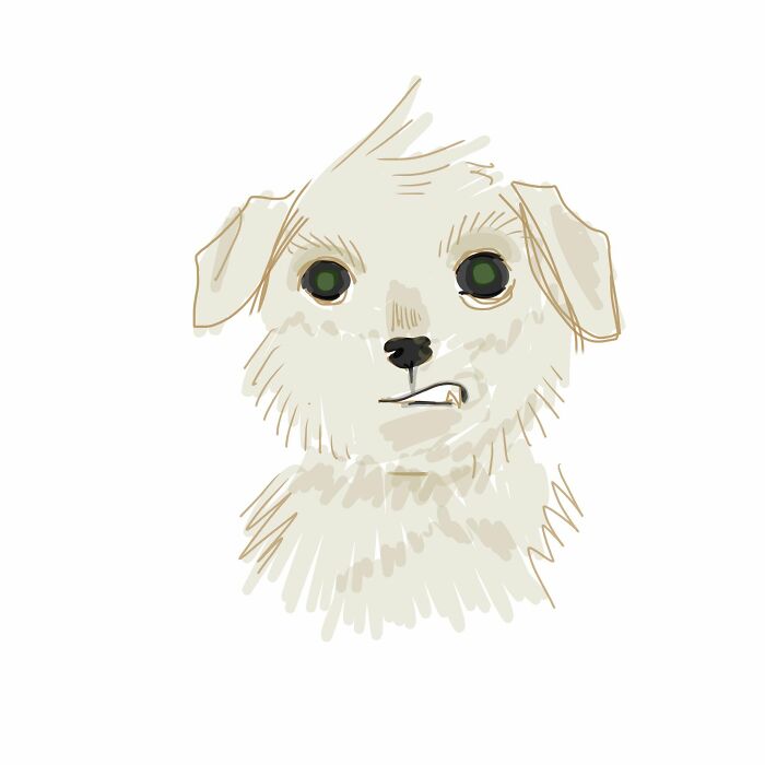 Meme Of This Dog Looking Perturbed