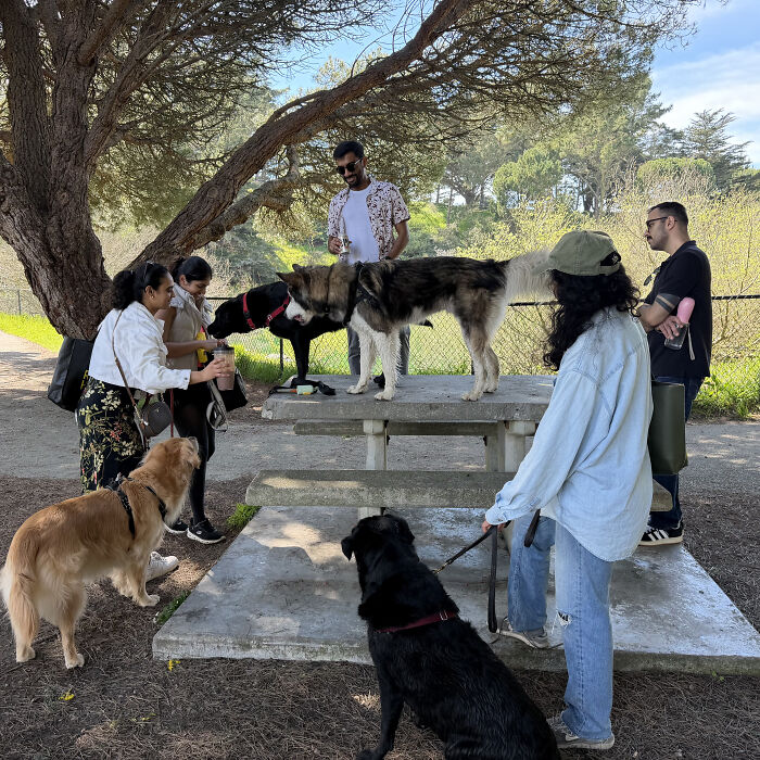 Pet owners gather with their dogs around a picnic table, highlighting the dog owner community. Pet owners gather with their dogs around a picnic table, highlighting the dog owner community.