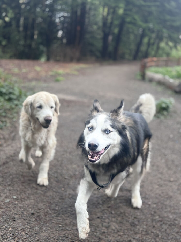 Two happy dogs, a husky and a golden retriever, run on a dirt path, symbolizing a community for pet owners. Two happy dogs, a husky and a golden retriever, run on a dirt path, symbolizing a community for pet owners.