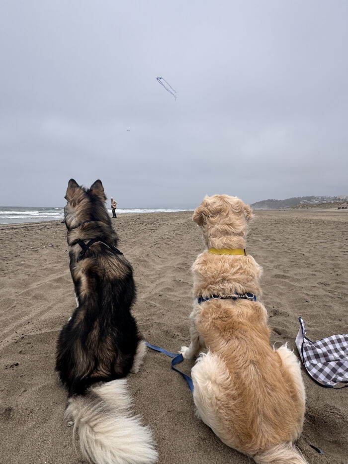 Two dogs, a husky and a golden retriever, sitting on a sandy beach looking out at the ocean. A woman built a community to help pet owners. Two dogs, a husky and a golden retriever, sitting on a sandy beach looking out at the ocean. A woman built a community to help pet owners.
