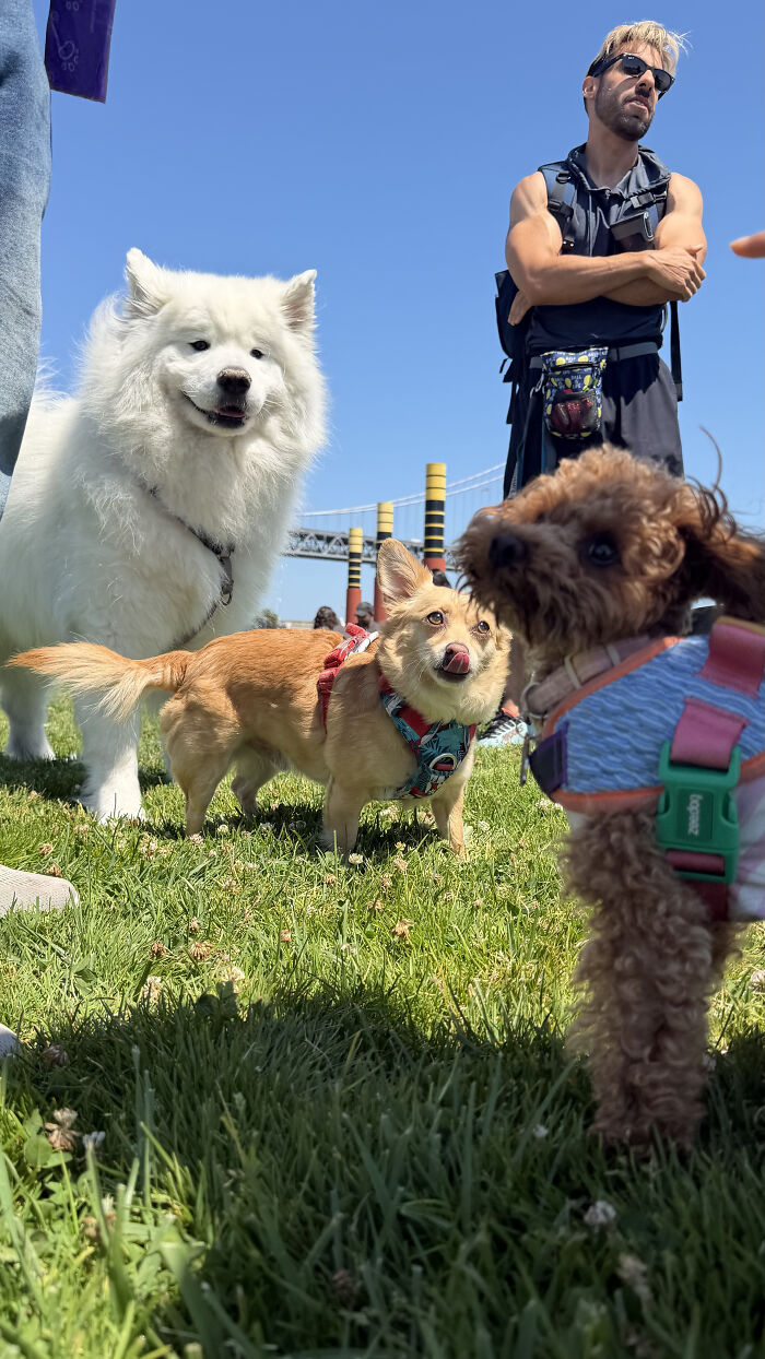 Three dogs, including a fluffy white dog, a small tan dog, and a brown poodle, interact at a pet owners community event. Three dogs, including a fluffy white dog, a small tan dog, and a brown poodle, interact at a pet owners community event.