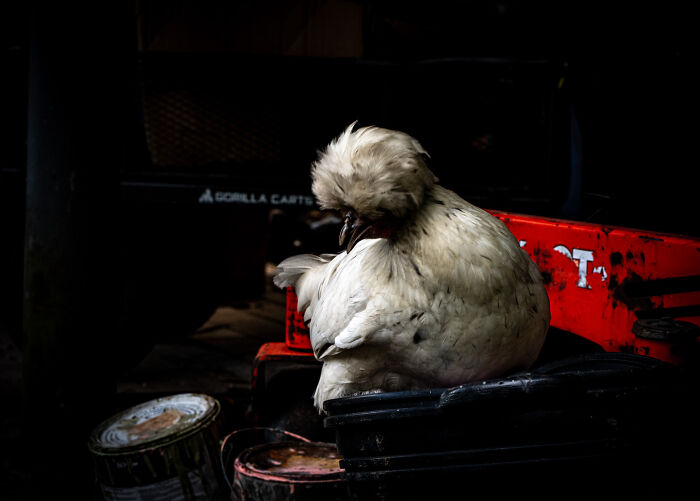 Chicken On Paint By Jason Wilson
