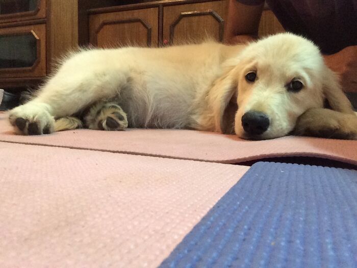 A golden retriever puppy lying down, part of a community to help other pet owners. A golden retriever puppy lying down, part of a community to help other pet owners.
