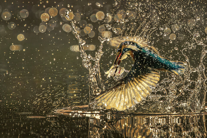 Fish Dance By Haikun Liang