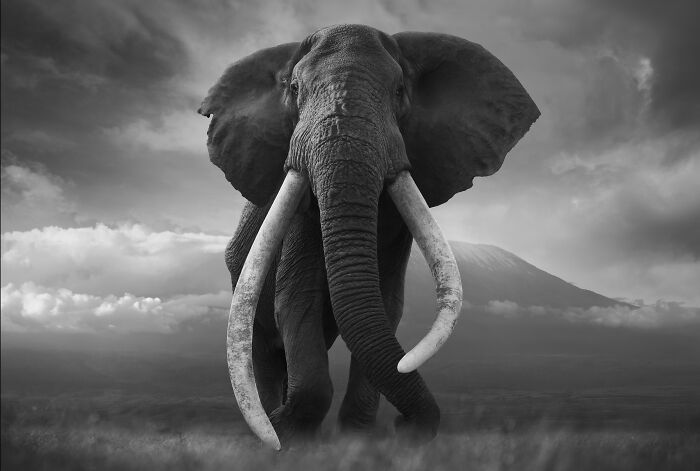 Monochrome wildlife photos of a magnificent elephant with huge tusks, captured against a dramatic cloudy sky and distant mountain.
