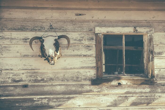 A weathered wooden wall with peeling paint, featuring a window and a large animal skull with horns hanging as decor, capturing the bygone American West.