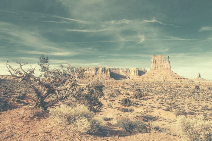 A vast, dusty American West landscape with a gnarled tree in the foreground and towering rock formations under a cloudy sky.