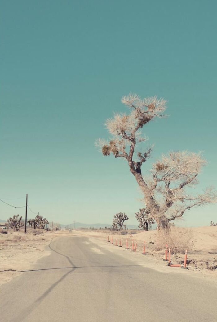 A lone, bare tree stands beside a dusty road, a stark reminder of the American West's bygone era.