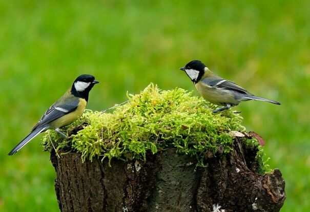 Introduction-to-Great-Tits-6ab846174bda4.jpg