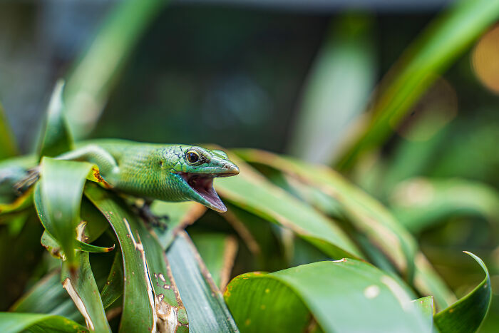 A bright green lizard with its mouth open, resting on lush green leaves, part of animal conservation in zoos.