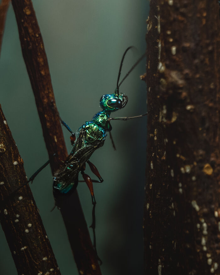 A metallic green insect with long antennae clinging to a tree branch, featured in a photo competition celebrating animal conservation.