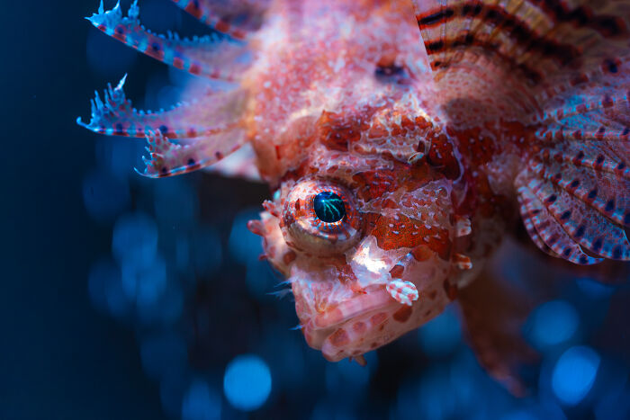 A close-up of a red and white patterned fish with intricate fins, captured for animal conservation in zoos.