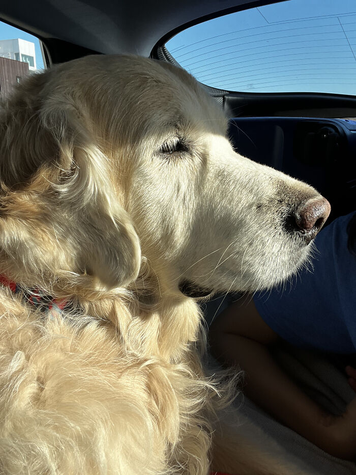 A golden retriever dog looking out a car window, supported by a community for pet owners. A golden retriever dog looking out a car window, supported by a community for pet owners.