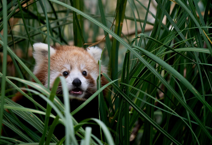 Red panda peeking through green foliage, winning photo from Biaza Photo Competition 2026 for animal conservation.