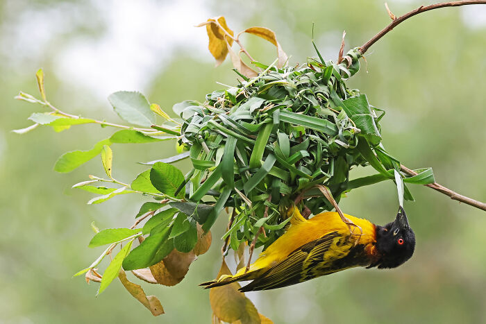 A weaver bird building a nest, an example of animal conservation in zoos.