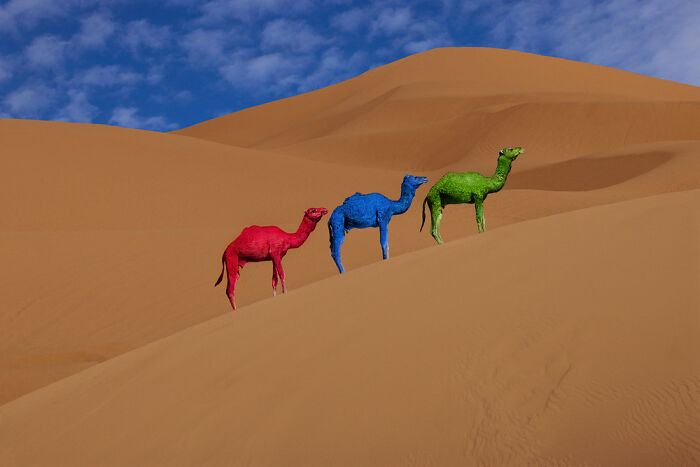 Surreal photo of three camels painted red, blue, and green walking on sand dunes