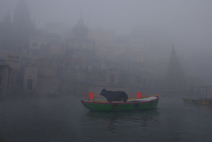 Cow standing on small boat with red eyes on foggy river in surreal art expedition