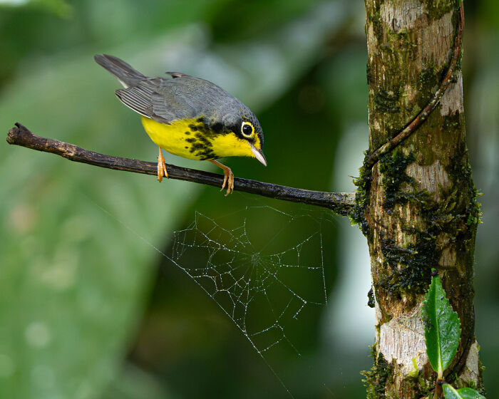 Vibrant yellow and gray bird perched on a branch above a dewy spiderweb, a winning Audubon Photography Awards entry.