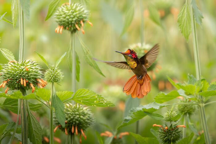 Colorful hummingbird with orange tail feathers in flight amidst green plants with spherical blooms, an Audubon Photography Awards winner.