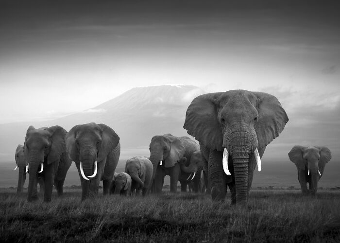 Stunning wildlife photos by Björn Persson: Herd of elephants in a black and white wildlife photo with a mountain in the background.