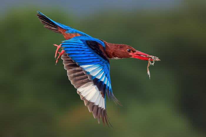 Kingfisher With A Frog By Graeme Guy