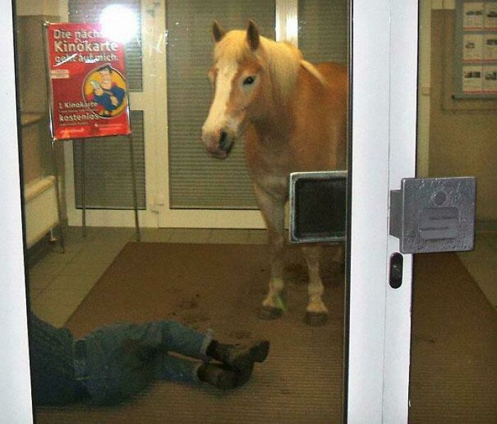 Unhinged images showing a horse looking through a glass door at a person lying on the floor.