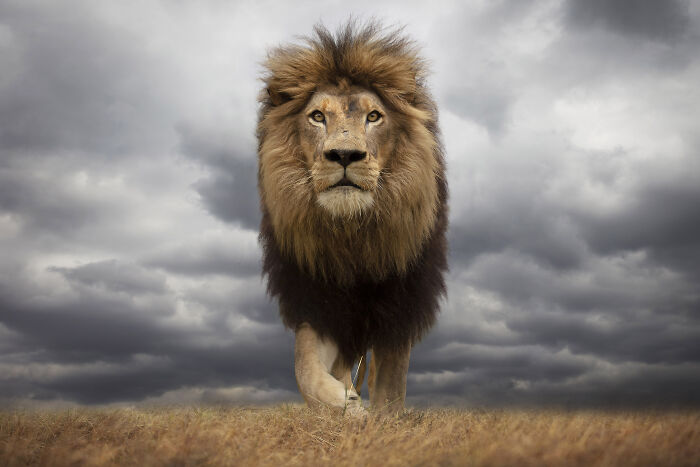 Stunning wildlife photos by Björn Persson: Majestic lion with a full mane walking through dry grass under a cloudy sky.