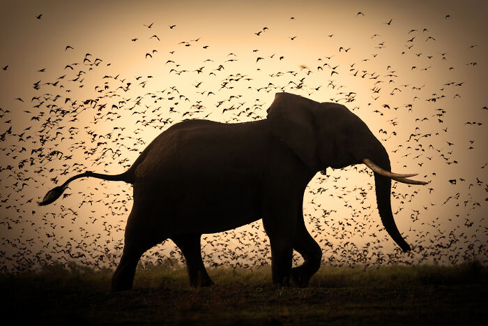 Stunning wildlife photos by Björn Persson: Elephant silhouetted against a sky filled with birds at sunset.