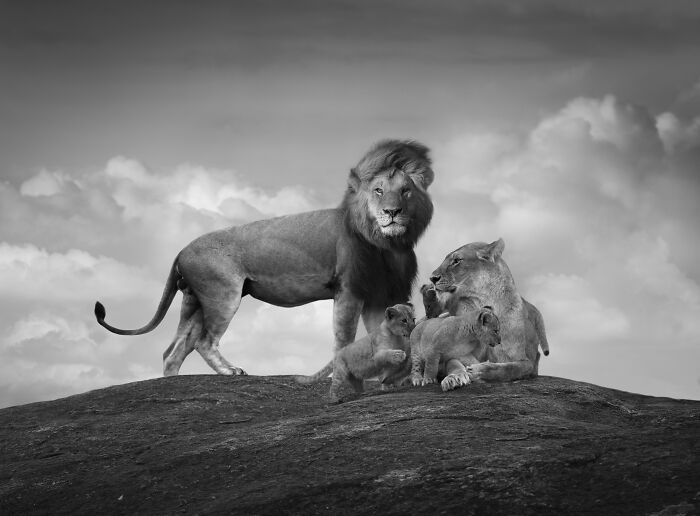 A powerful lion family, including a lion, lioness, and cubs, perched on a rock, in stunning wildlife photos by Björn Persson.