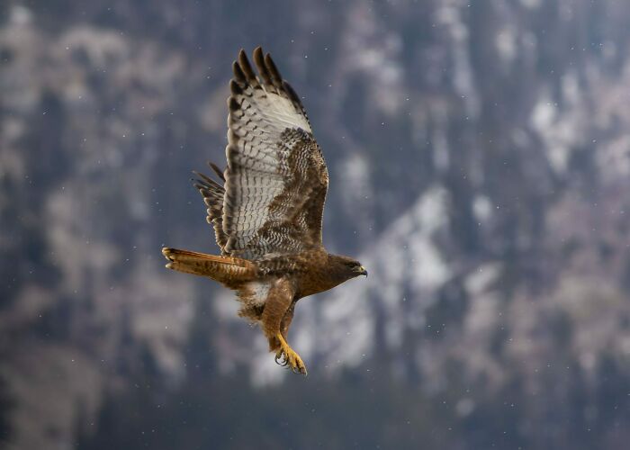 A Hawk's Winter Flight By Sawyer Jones