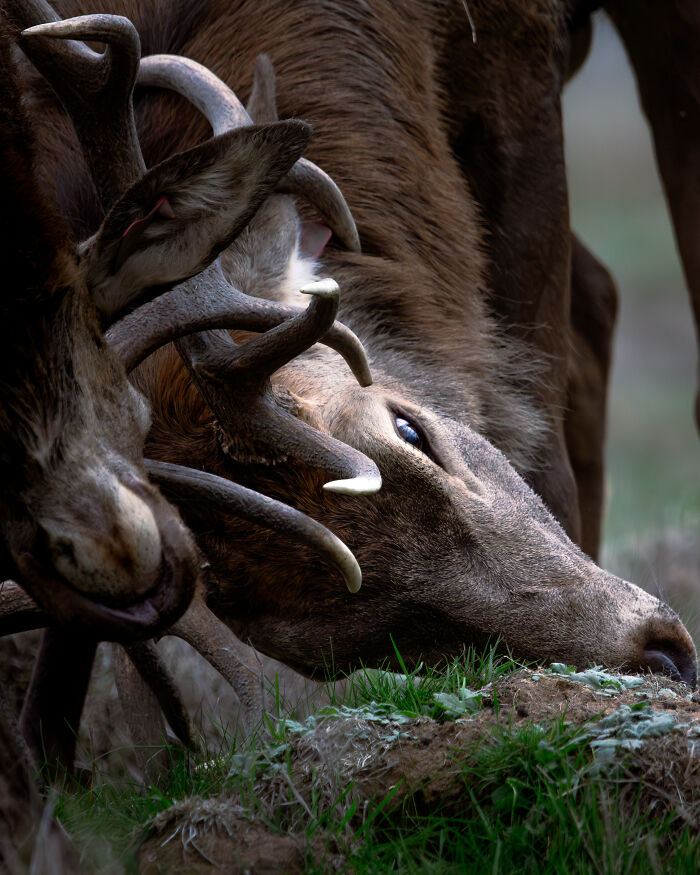 Close-up of a deer with antlers grazing in a zoo, a winning photo for animal conservation from Biaza Photo Competition.